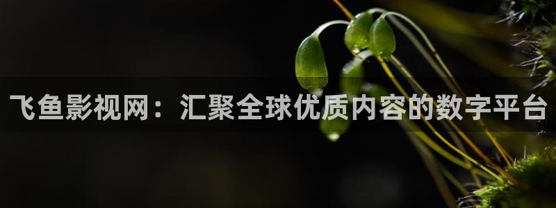 桔子电影在线播放：飞鱼影视网：汇聚全球优质内容的数字平台